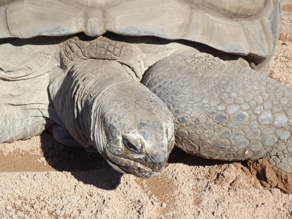 aldabran tortoise up close 