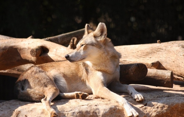 alert fox resting 