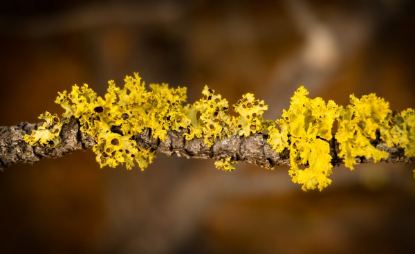 closeup of yellow flowers on branch