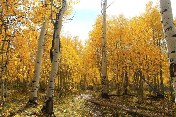 alley autumn birch countryside fall foliage forest 