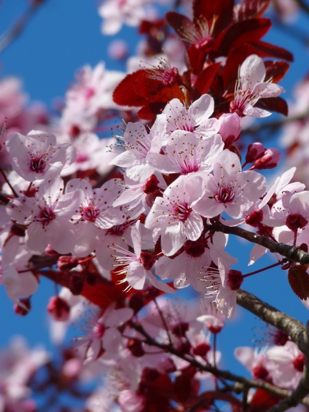 almond blossom cherry blossom japanese cherry trees