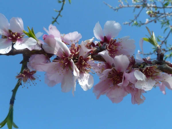 almond blossom spring flowers