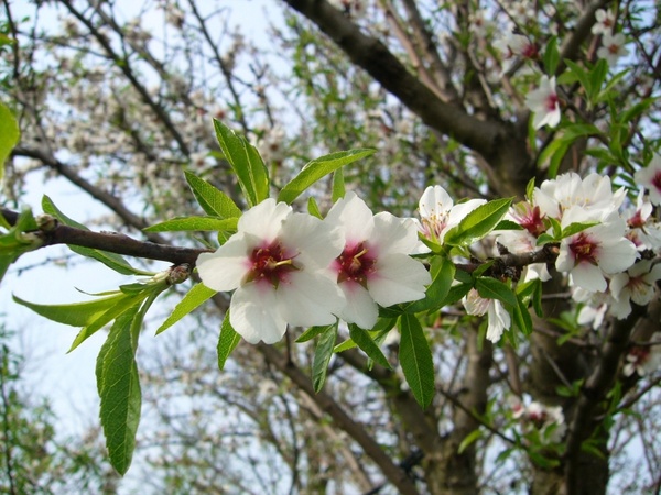 almond flower wood
