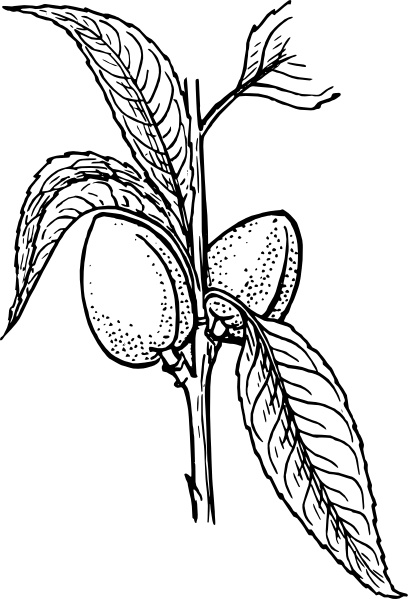 Almond Plant clip art