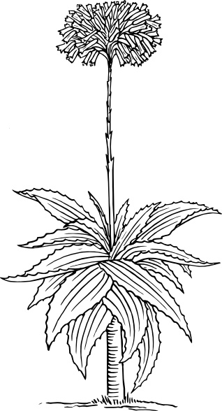 Aloe clip art