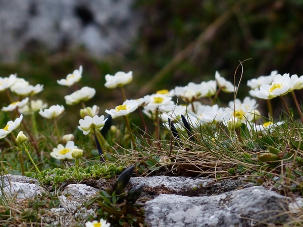 alpine buttercup flower white