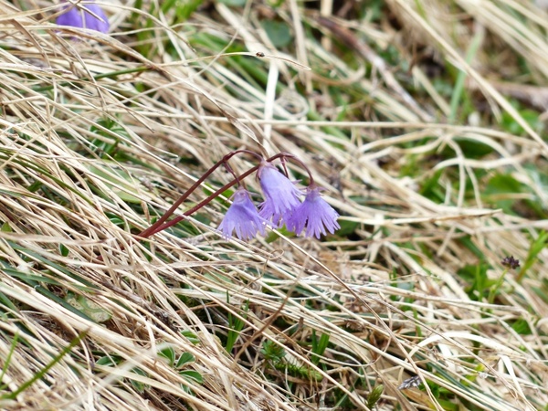 alpine soldanella flower violet