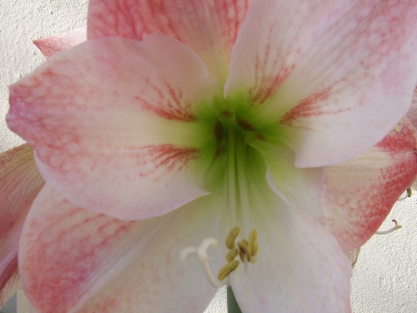 amaryllis flower 