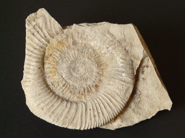 ammonit petrification snail