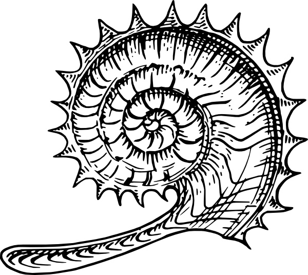 Ammonite clip art
