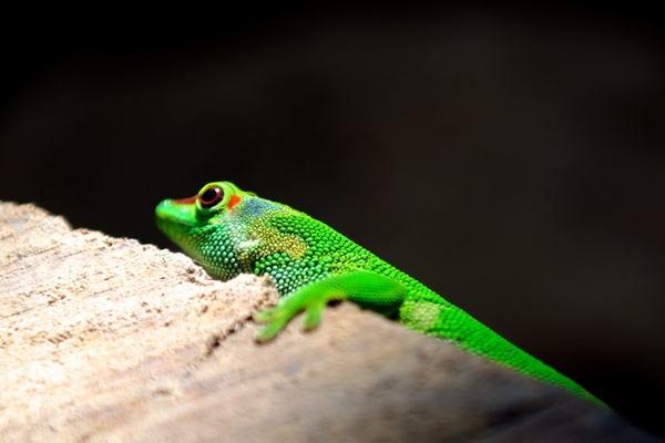 amphibian animal branch chameleon color daytime