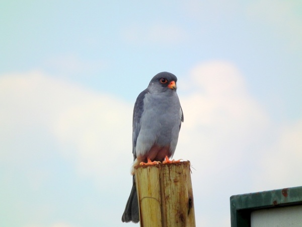 amur falcon hawk
