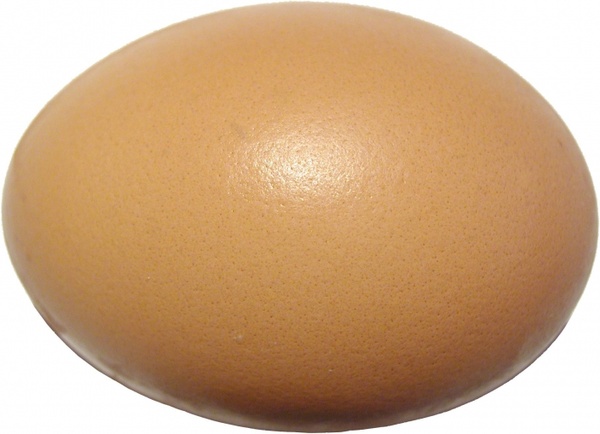 an eggshell protein