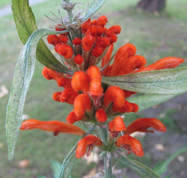 an orange flower