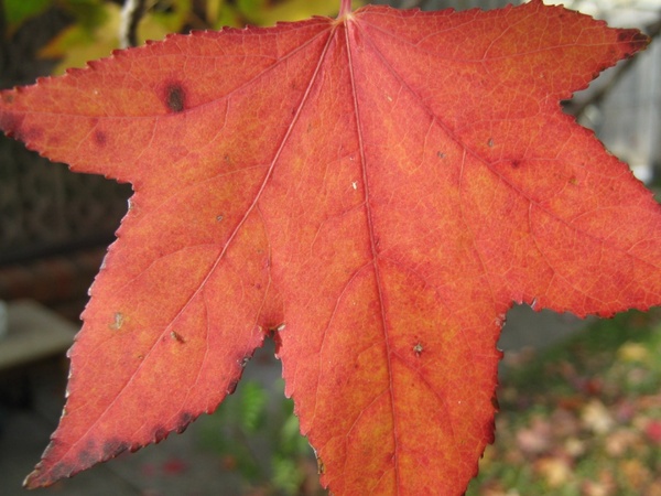 an orange maple leaf