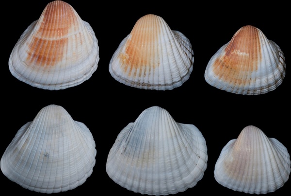 anadara brailiana shells seashells