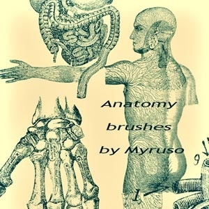 Anatomy brushes