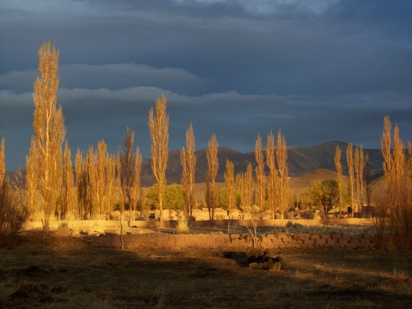 andean landscape tree argentina