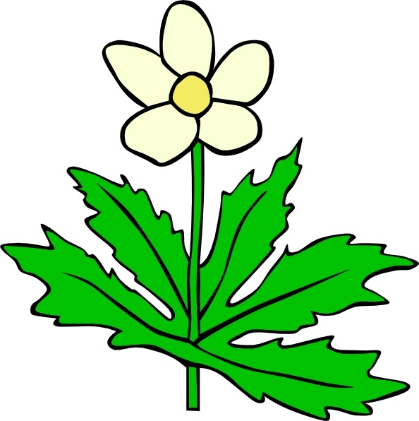 Anemone Canadensis Flower clip art 