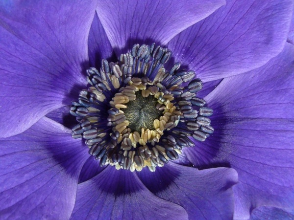anemone de caen macro photography close up  stamens