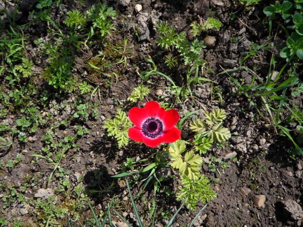 anemone lonely red