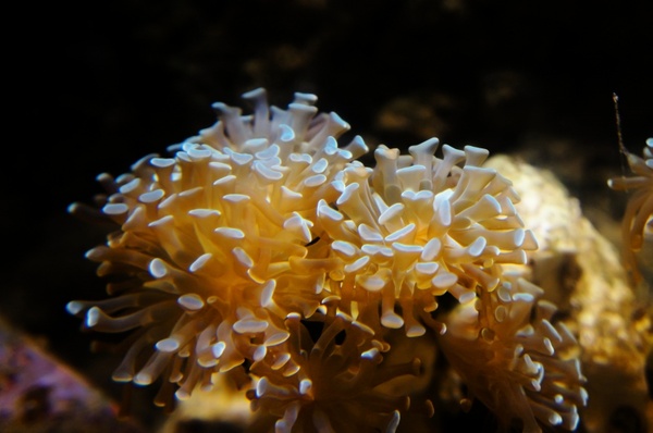 anemone underwater diving