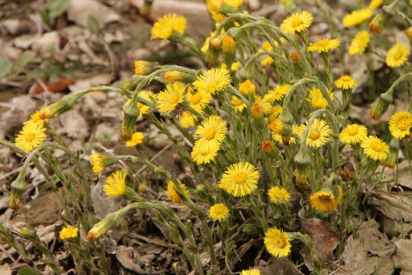 angiosperms coltsfoot edge