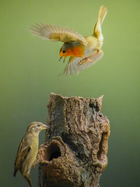 angry robin