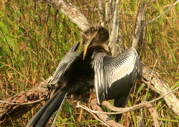 anhinga bird 