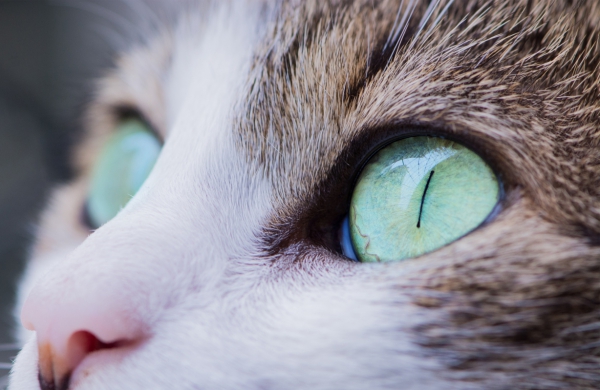 closeup of cat with green eyes