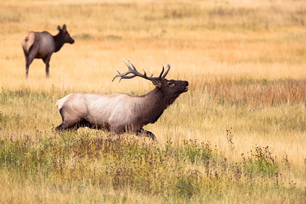 animal antelope antlers buck bull daytime deer elk
