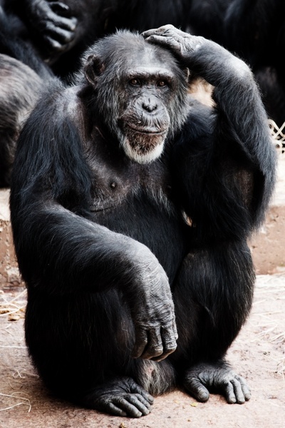 animal ape black