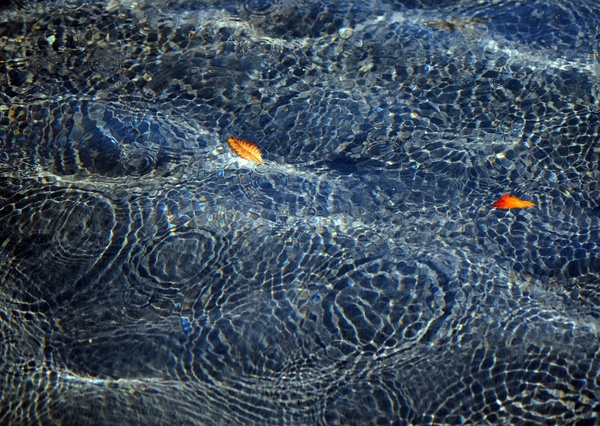 animal aquatic background biology color fish image
