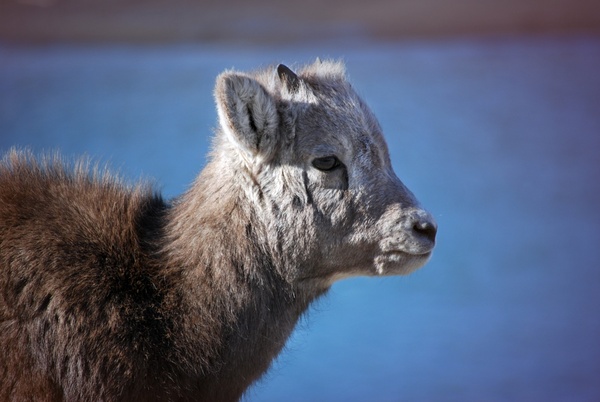 animal arctic curiosity daytime fur goat head