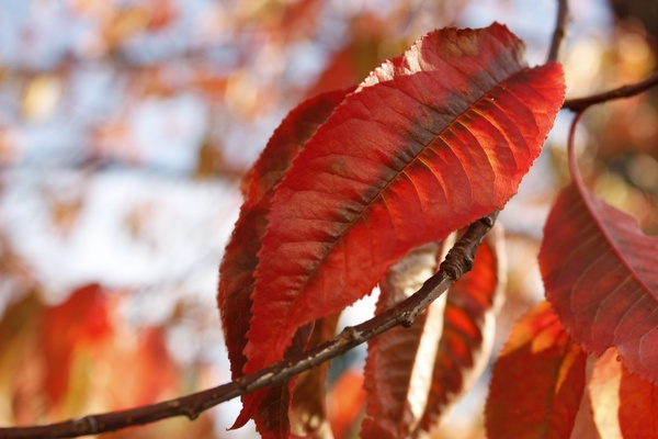 animal autumn bird blur bright color daytime