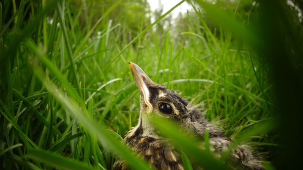 animal avian baby bird closeup cute field garden