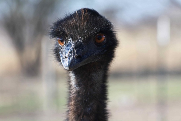 animal baby bird cat curiosity curious emu eyes