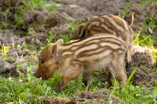animal baby boar