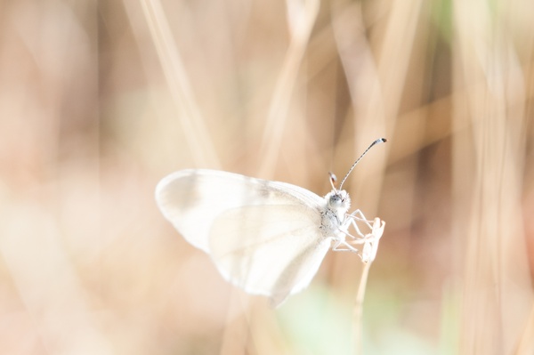 animal background beautiful blur bright butterfly