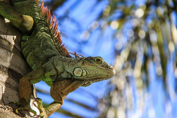 animal background branch camouflage chameleon color