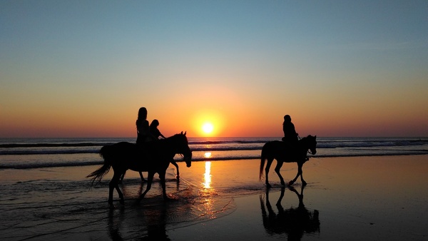 animal backlit beach dawn dusk evening horse