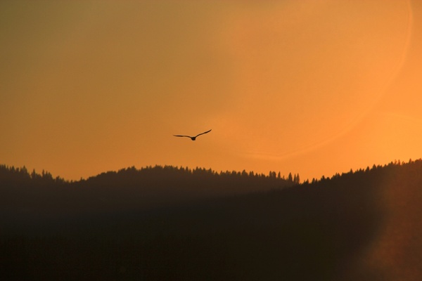 animal backlit bird dawn dusk evening fog lake 