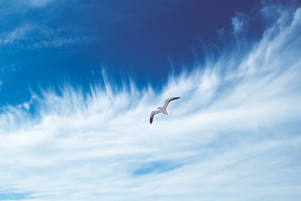 animal beach bird feather flight fly free freedom