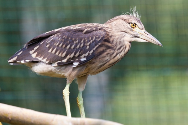 animal beak bird