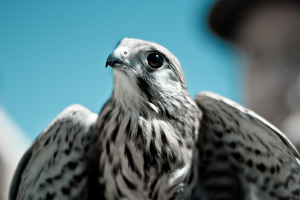 animal beak bird bird of prey cute eyes falconry