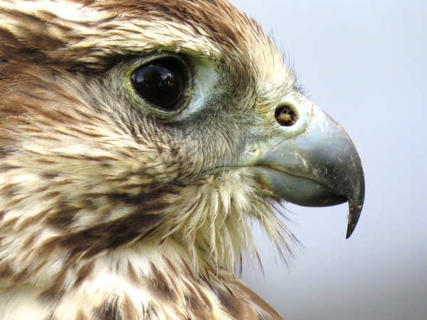 animal beak bird bird of prey eagle eyes face 
