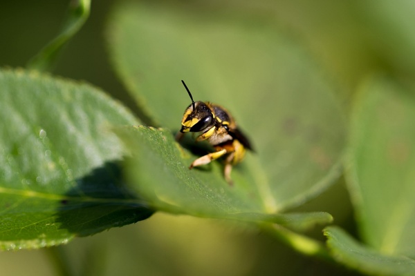 animal bee beetle bug butterfly daytime fly