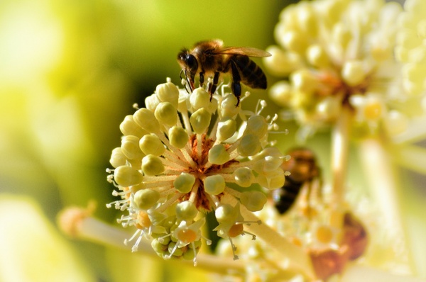 animal bee bug flor flower fly focus honey