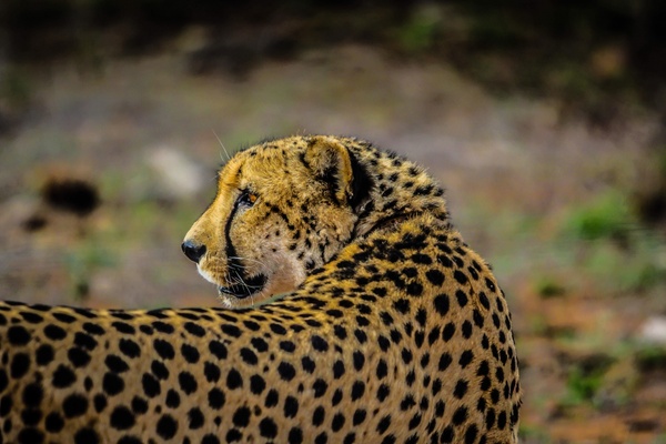 animal big cat cat cheetah cub danger daytime