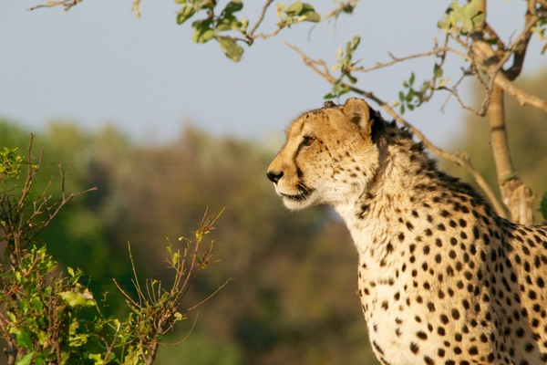 animal big cat cat cheetah daytime endangered species